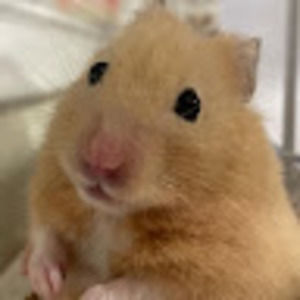 Meet your Posher, Casey